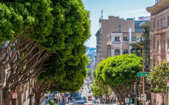 A view of downtown San Francisco, looking down a street with trees on the left and buildings on the right